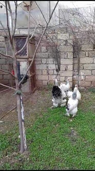 gence toyuq cuce: Məhsul: Brama (Brahma) cinsli xoruz - Cins: Brama (ağ-ləçəkli, qara — 1