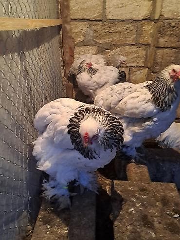 kend toyuqlari: Toyuq, Brama, Damazlıq — 1