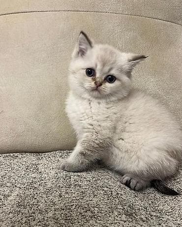 ördək balası haqqında məlumat: Britan — 5