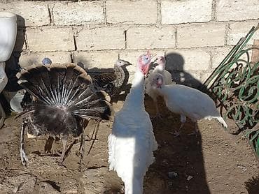 babil quşu: Erkək, Damazlıq — 2