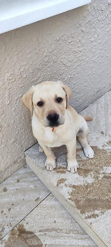 İtlər: Labrador-retriver, 3 ay, Dişi, Ünvandan götürmə — 1