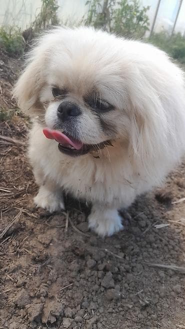 afçarka iti: Pekines, 1 il, Erkek, Sənədli, Rayonlara çatdırılma — 3