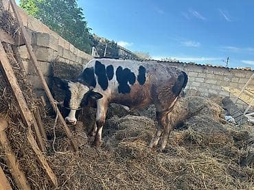 damaz: ETLIK verilmir hec km narahat etmeisn Satlıq erkək dana Holştayn — 3