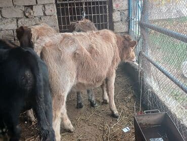 simmental inək cinsi: Məhsul: Dana (gənc iribuynuzlu heyvanlar) Təsvir: - Şəkillərdə bir — 4