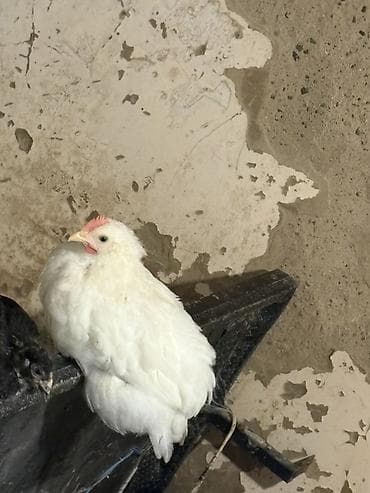 Yerli qarışıq cins toyuqlar – ət və yumurta istiqaməti - Şəkillərdə