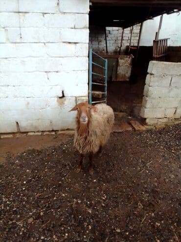 ana bala qoyun: Qoyun satılır istəyən olsa yazsın video sun atım baxın real alıcıya — 6