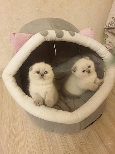 it pişik: Britan — 7