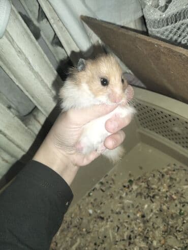 купить хомяка в баку: Hamster (Suriya/long‑haired tipinə bənzər) - Rəng: açıq qəhvəyi–ağ — 8