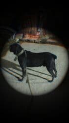 xarkov toyuq yumurtası: Kane-Korso, 2 il, Erkek, Peyvəndli, Ünvandan götürmə — 15