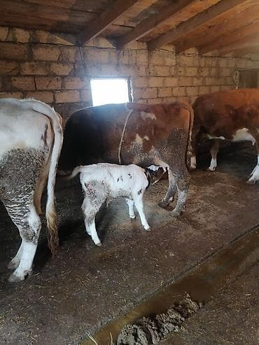 sudluk inək: Erkək balalı inək satılır. Təmiz simmental cinsidir.Balası da — 2