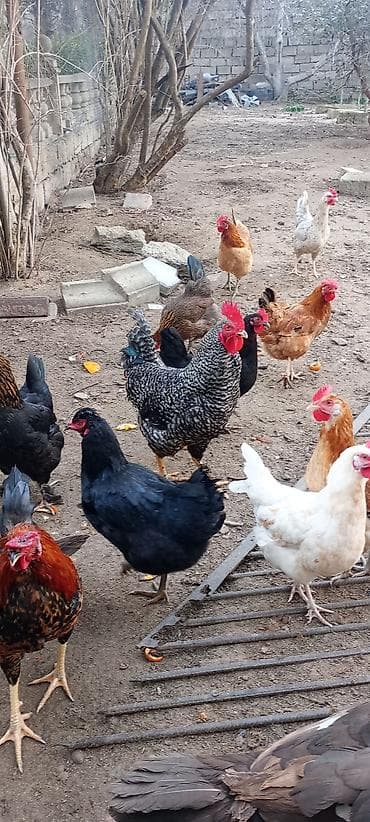 Pişiklər: Toyuq, Damazlıq, Ödənişli çatdırılma — 1