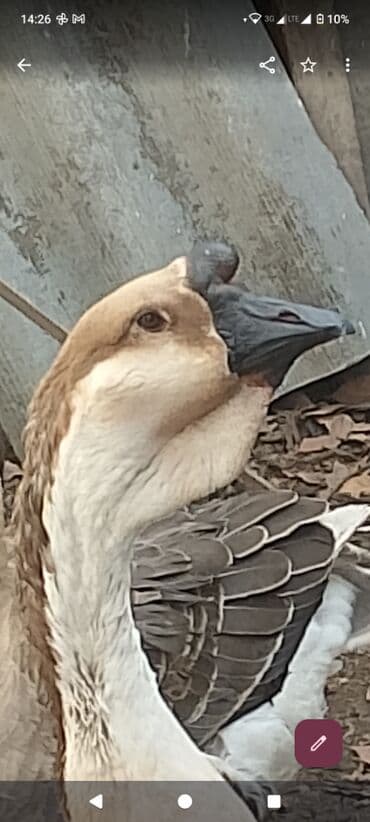 sort qazlar: Arginal afrika qazları Bu sort damazlıq qazlar 60-90 arsı yumurta — 1