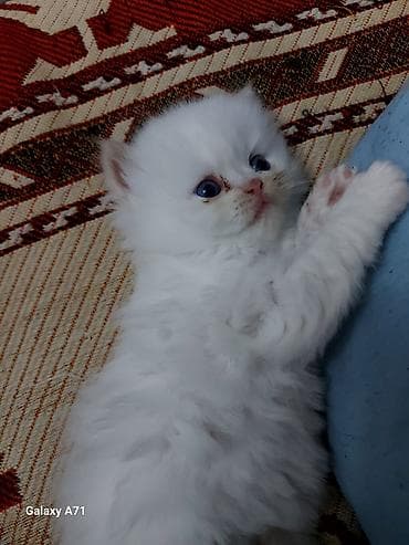 pisik geyimleri: Dişi — 3