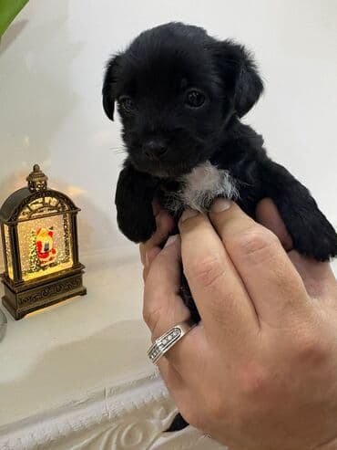 Птицы: 2 месяца, Самец — 3