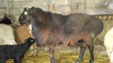 ətlik inək cinsləri: Damazlıq tam yararlı GİSAR qocu SATİLİR. 850 AZN. istəyən olsa etdiyə — 3