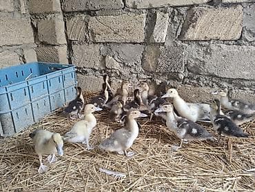 col ordəkləri: Muscovy ördəyi balaları (indi yetişdirilən) - Növ: Muscovy (hind — 2