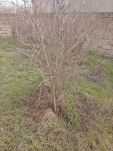 ev eşyalarl: Satılır. Bakı üzüm sarı . birde nar ağacı . ikisidə şit torpaq — 4