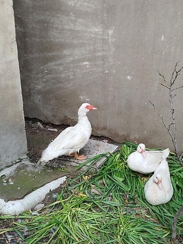 ördeyler: Lal ördəklər satilir 15 20 ədəd var yumurtluyurlar erkəklər 30 35 — 8