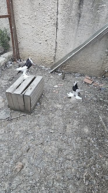 goyercin aliram: Xamilyon qara pomerianlar həm beli həm quyruqlari parıltılı qaradır — 4