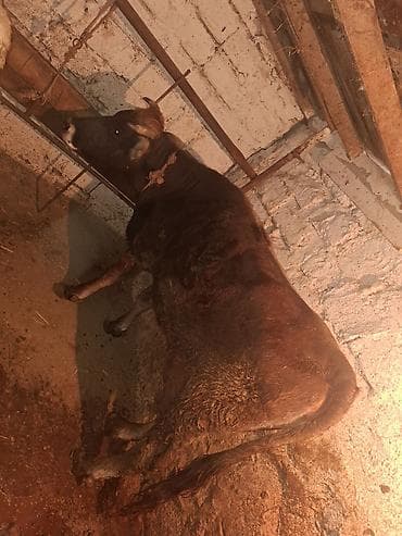 inək necə aya doğur: Qisir iney 160 rahat eti var ag qulaq sortudu kokdu — 5