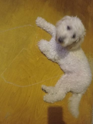 sirin it sekilleri: Pudel, 6 ay, Dişi, Peyvəndli, Ödənişli çatdırılma — 5