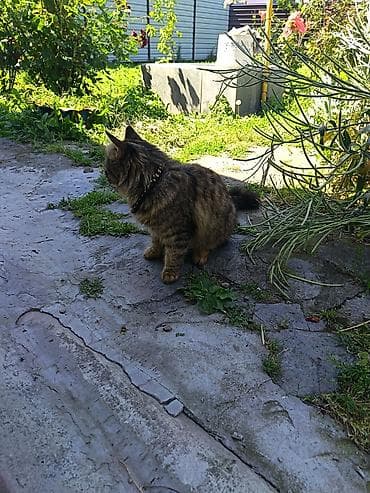gencede heyvanlar: Tabbi, Dişi, Ünvandan götürmə — 3
