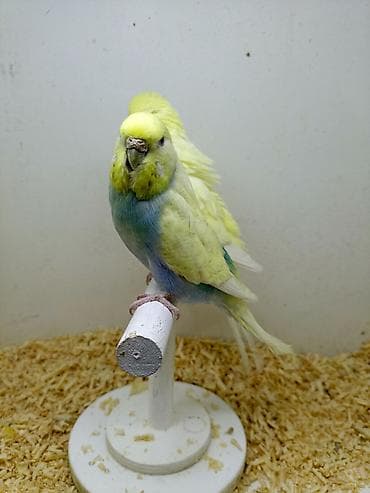 heyvan alqi satqisi: Hazır bala verən sağlam cütlükdü
Real alıcı ilə razılaşmaq olar — 4