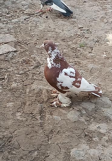 deve quşu: Oynaq qızğın erkəkdi qara mayadı sağlam dı — 4