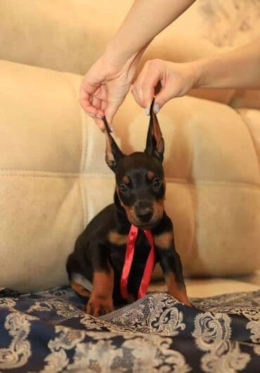 Akvariumlar: Doberman, 2 ay, Erkek, Sənədli, Pulsuz çatdırılma — 7