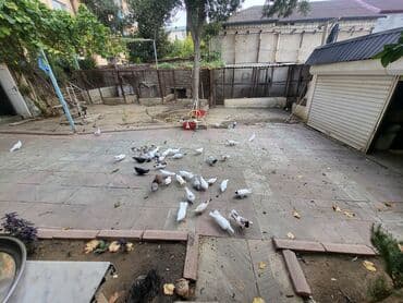 goyercin yuvasi satilir: Tergizme ve tutulmalar drakonlarda var sport draqon Xüsusiyyətlər: - — 2