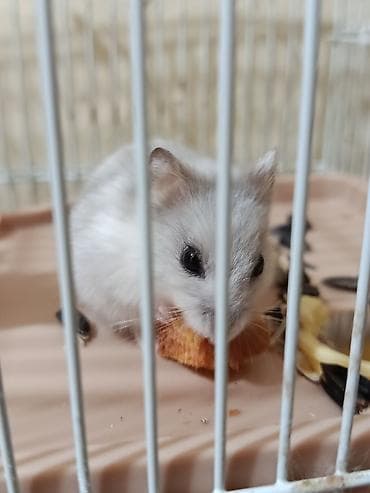 ucuz colpalar: Ürünün təsviri: - Hamster və qəfəs dəsti - Kiçik ölçülü, ağ-boz rəngli — 1