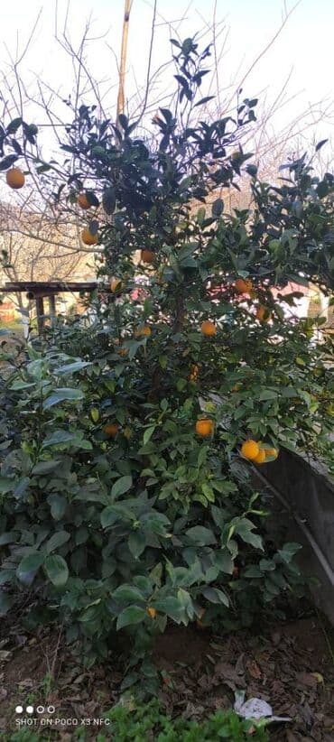 binəqədidə həyət evləri: 6 otaqlı, 300 kv. m, Yeni təmirli — 10