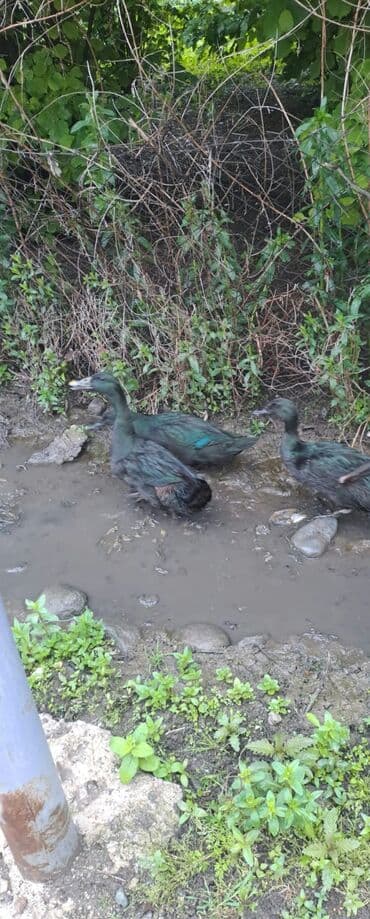 Məhsul: Ördeklər (qara-yaşıl parıltılı lələklər)bir cütü 70 azn