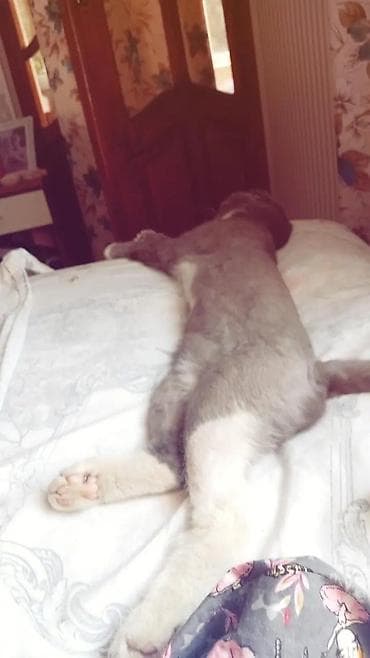 pişik alıram: Şotland yastı qulaq — 9