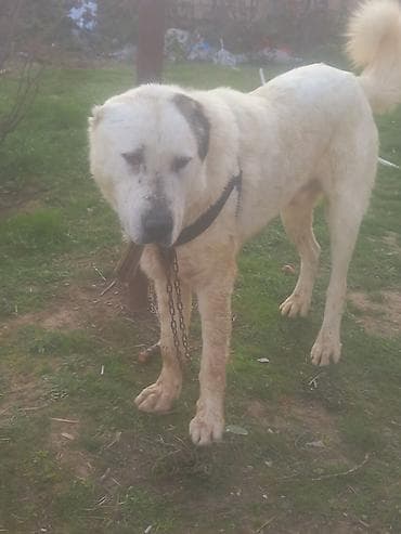 Pişiklər: Alabay — 1