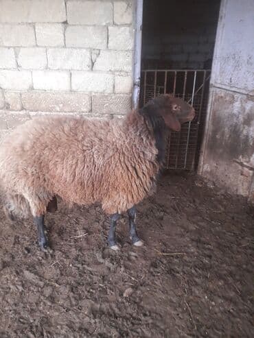 Erkək, il: 2, Ətlik — 5