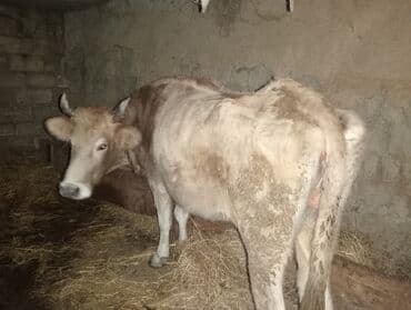 Inəklər, öküzlər: Qısırdı 2 aya yaxındı yemdədi 160- 170-kq çəkisi var — 3