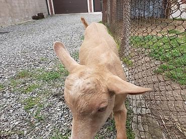 cins kecilər: Allah hamının təsərrüfatına bərəkət versin.Erkək çəpiş — 9