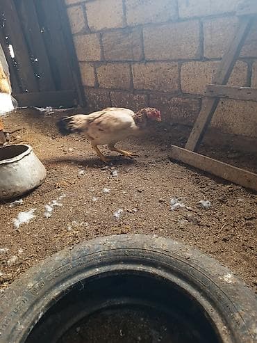 hamster satisi: Toyuq, Damazlıq — 2