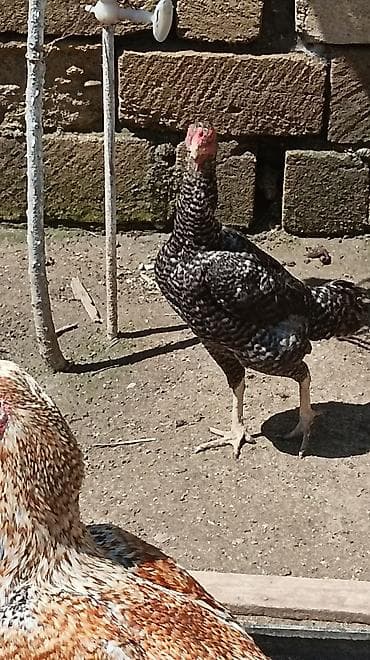 Toyuq, Damazlıq, Ünvandan götürmə