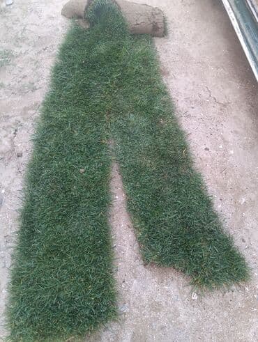 yonca toxum: Qazon satisi catrlma qurasdrma 5manat catrlma sizdikdi 24/7buyrub — 2