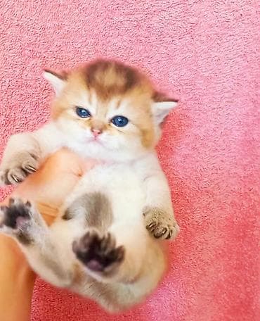 uzun qulaqlar: Britan, Dişi, Yaxşı əllərə, Ünvandan götürmə — 1