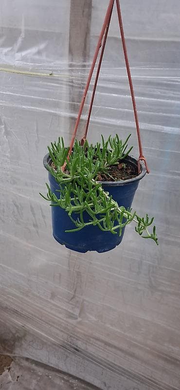 otax qapları: Asıl asılan saksıda ətli bitki – Succulent (Delosperma/“Ice plant” — 3