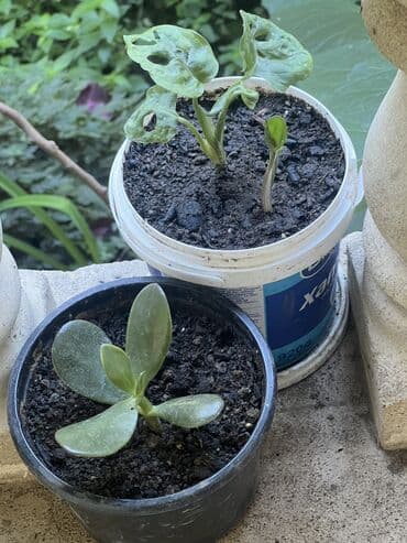 продажа комнатных растений: Her nov guler var endirimnen verecem Gencedi istiyen yazsin satiş — 31