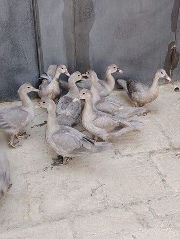 ördək balası və cücə: Muscovy (barbarı) ördəkləri – bala və yeniyetmə yaşda sürü - Rəng — 4