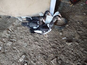 Akvarium aksessuar və ləvazimatları: Lal ördək balaları 4aylıq 3qara 1 ağ 4də fərədi — 1