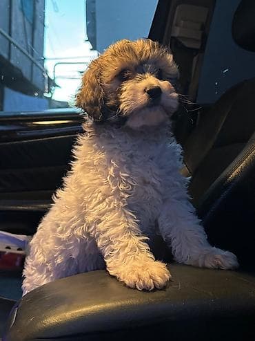 en ucuz itler: Peyvəndli — 2