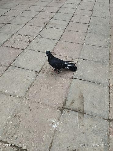 goyercin damı: Köhnə cinslərdəndi Qara əbrəş qizğin erkekdir 17 tük.Hündür — 4