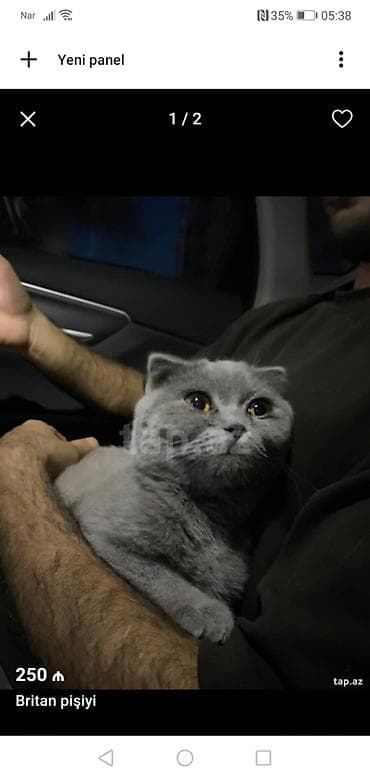 Британская, Самка, В добрые руки, Платная доставка — 1
