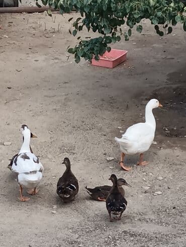 zumrud ordək: Məhsul: Ev quşları – ördəklər (qrup halında) Təsvir: - Şəkillərdə — 10